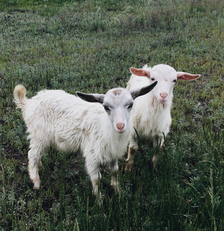 two white goats in grassfield 