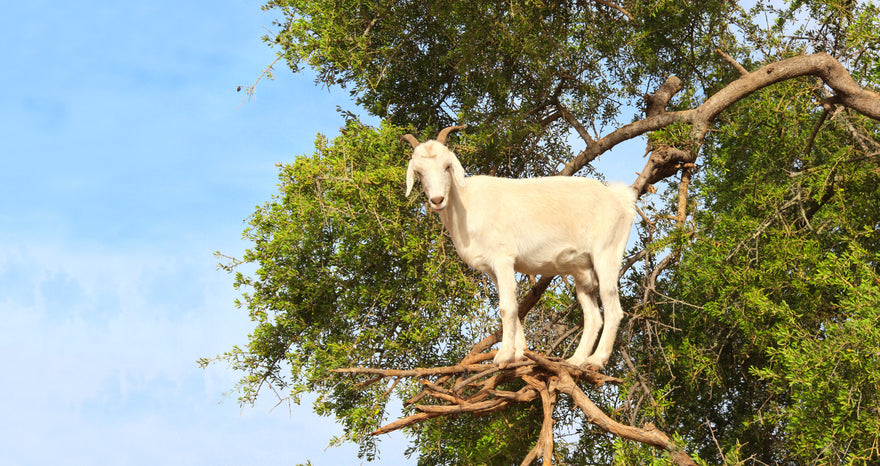 white goat in tree