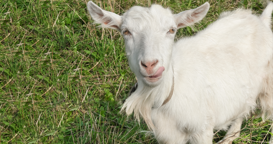 white goat on grass
