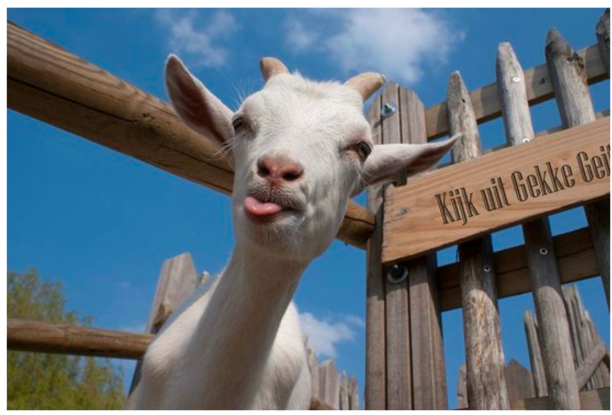 goat sticking out tongue