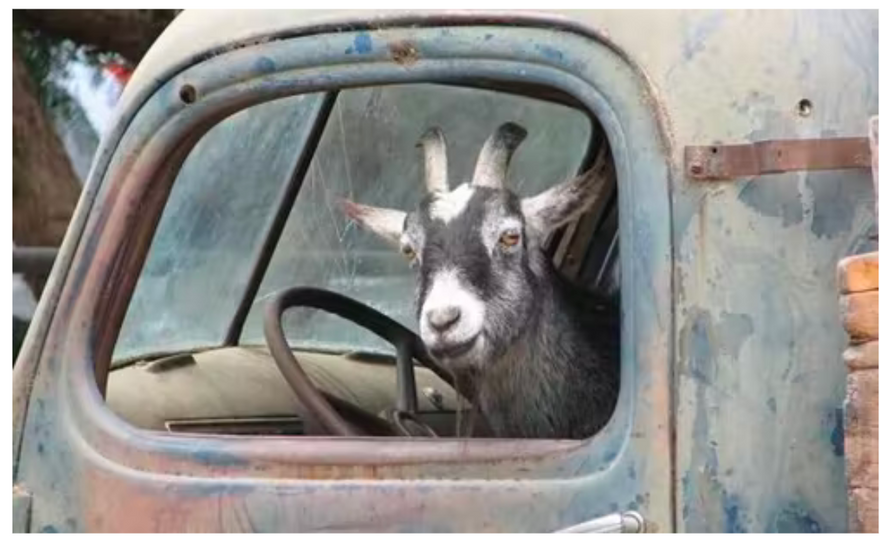 Goat in old car