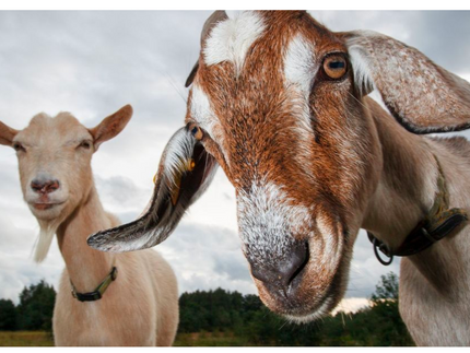Do you speak goat?