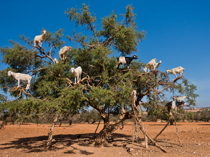 Goats grow on trees
