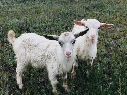 Meet the Goatfully Goats