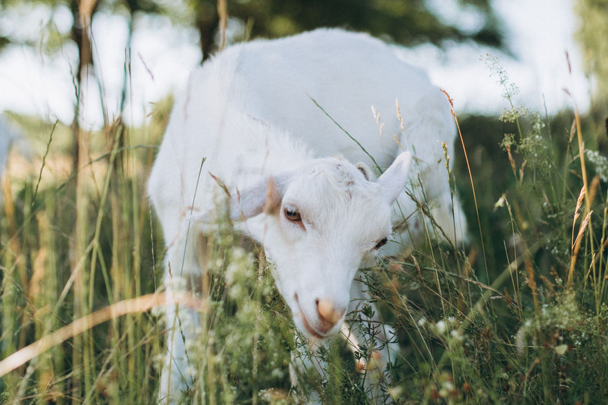 White Goat in Grass