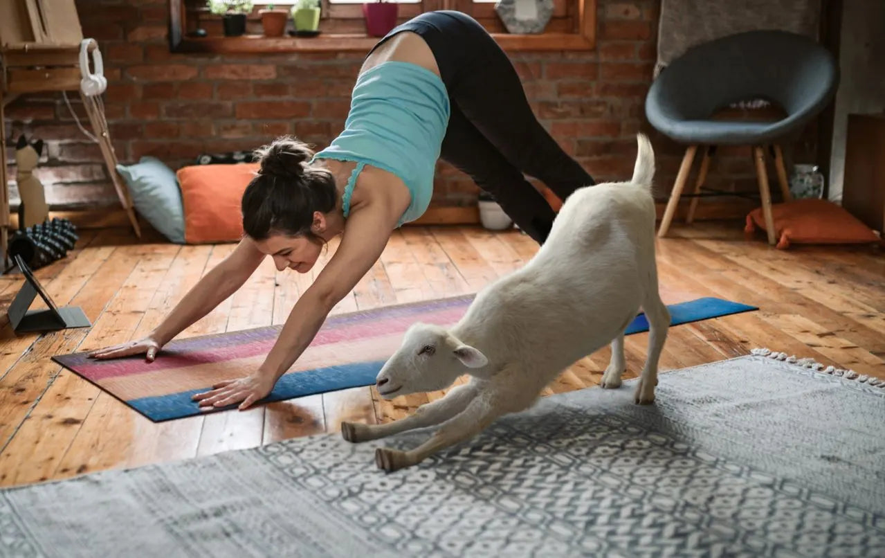 Header Image yoga with women and goat inside a house