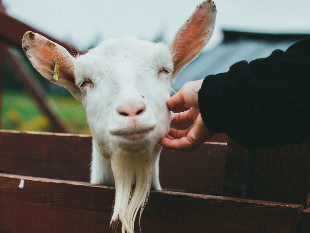 Image white goat with hand